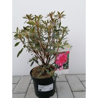 Azalka japonská - Azalea japonica 'SILVER SWORD' - 20/30cm
