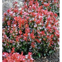  Drá? Thunbergov - Berberis thunbergii ´Bagatelle ´- 15/20cm