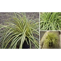 Ostrica ošimenská - Carex oshimensis 'Evergold'
