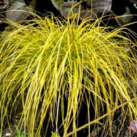 Ostrica ošimenská - Carex oshimensis 'Everillo'