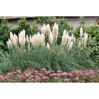 Pampová tráva NÍZKA odroda - Cortaderia selloana ´Pumila´