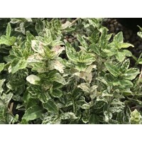 Bršlen - Euonymus fortunei ´Harlequin´