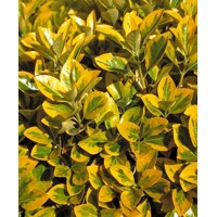 Bršle? - Euonymus japonicus ´Aureomarginatus´ - 20/30cm