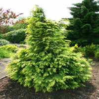 Cypruštek Lawsonov - Chamaecyparis lawsoniana ´Sunkist´- 25/30cm