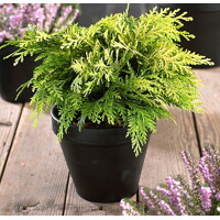 Cypruštek Lawsonov - Chamaecyparis lawsoniana ´Sunkist´- 25/30cm