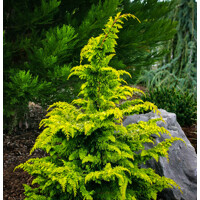 Cypruštek tupolistý - Chamaecyparis obtusa 'Fernspray Gold' - 20/30cm