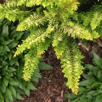Cypruštek tupolistý - Chamaecyparis obtusa 'Fernspray Gold' - 20/30cm