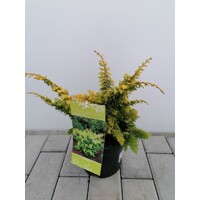 Cypruštek tupolistý - Chamaecyparis obtusa 'Fernspray Gold' - 20/30cm
