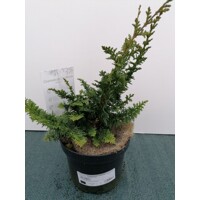 Cypruštek tupolistý - Chamaecyparis obtusa ´Teddy Bear´ - 20/30cm