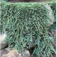 Borievka rozprestretá - Juniperus horizontalis ´Pancake´