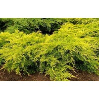 Borievka prostredná - Juniperus media ´Old gold´ 20/30cm