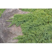 Borievka procumbens 'Nana'- Juniperus procumbens 'Nana' - 20/30cm