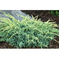 Borievka Šupinatá - Juniperus squamata ´Holger´- 15/20cm