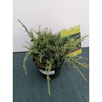 Borievka Šupinatá - Juniperus squamata ´Holger´- 15/20cm