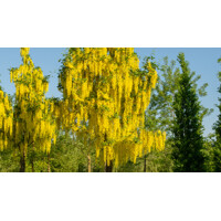 Štedrec - Laburnum anagyrodies - 40+cm