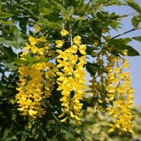 Štedrec - Laburnum anagyrodies - 40+cm