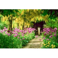 Štedrec - Laburnum anagyrodies - 40+cm