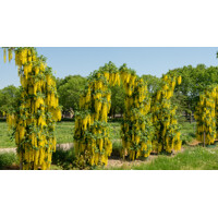 Štedrec - Laburnum anagyrodies - 40+cm