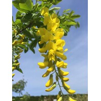 Štedrec - Laburnum anagyrodies - 40+cm