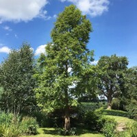 Metasekvoja ?ínska - Metasequoia glyptostroboides - 100/110cm