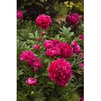 Pivonka ?ínska - Paeonia lactiflora 'Kansas'