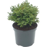 Smrek oby?ajný - Picea abies ´Little gem´ - 15/20cm