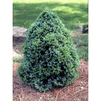 Smrek biely - Picea glauca ´Sanders Blue´ - 30/40cm