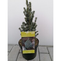 Smrek biely - Picea glauca ´Sanders Blue´ - 30/40cm