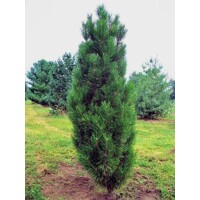 Borovica ?ierna - Pinus nigra 'Green Rocket' - 30/40cm