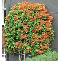 Hlohy?a šarlátová - Pyracantha 'Orange Glow' - 40+cm