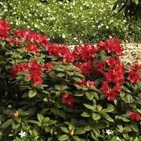 Rododendrón - Rhododendron ´Scarlet Wonder´ - 20/30cm