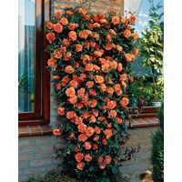 Ruža popínavá - Rosa ´Metanoia´ - oranžová
