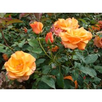 Ruža popínavá - Rosa ´Metanoia´ - oranžová