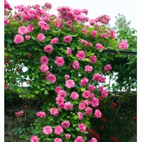 Ruža popínavá - Rosa ´Pink Cloud´ - sv.ružová