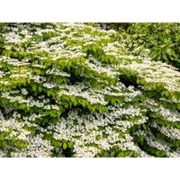 Kalina - Viburnum plicatum ´Mariesii´ -20/30cm