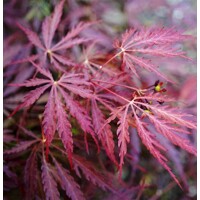 Javor dla?olistý - Acer palmatum  'Dissectum Garnet' - 20/30cm