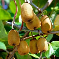 Actinidia deliciosa - Kiwi ´Boskoop´