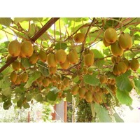 Actinidia deliciosa - Kiwi ´Boskoop´