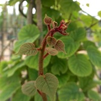 Actinidia deliciosa - Kiwi ´Boskoop´