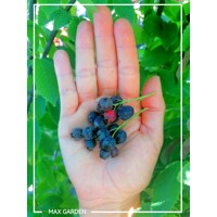 Muchovník lamarckov - Amelanchier lamarckii - 20/30cm