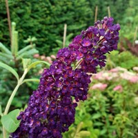 Buddleja dav. Black Knight - 20/30cm