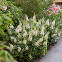 Buddleja davidii ´Butterfly Candy Little White´ - 15/20cm