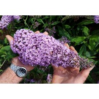 Buddleja davidii 'Gulliver' - 20/30cm