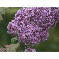 Buddleja davidii 'Gulliver' - 20/30cm