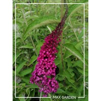 Buddleja davidii 'Royal Red' - 20/30cm