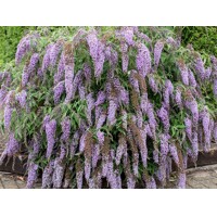 Buddleja davidii 'Wisteria Lane' - 20/30cm