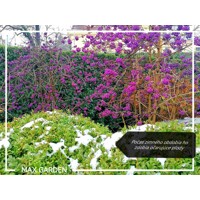 Krásnoplodka - Callicarpa bodinieri 'Profusion' - 20/30cm