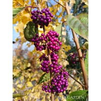 Krásnoplodka - Callicarpa bodinieri 'Profusion' - 20/30cm