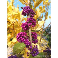Krásnoplodka - Callicarpa bodinieri 'Profusion' - 20/30cm