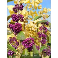 Krásnoplodka - Callicarpa bodinieri 'Profusion' - 20/30cm